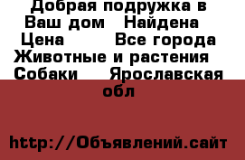 Добрая подружка,в Ваш дом!!!Найдена › Цена ­ 10 - Все города Животные и растения » Собаки   . Ярославская обл.